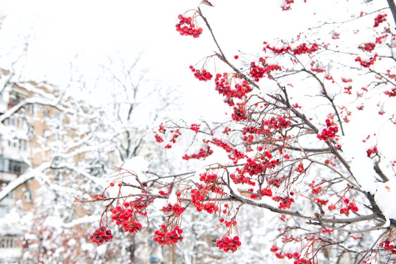 Begreppet vinternatur Frysta livsmedel Säsongsbär Jordgubben Hårbär Rowanberry