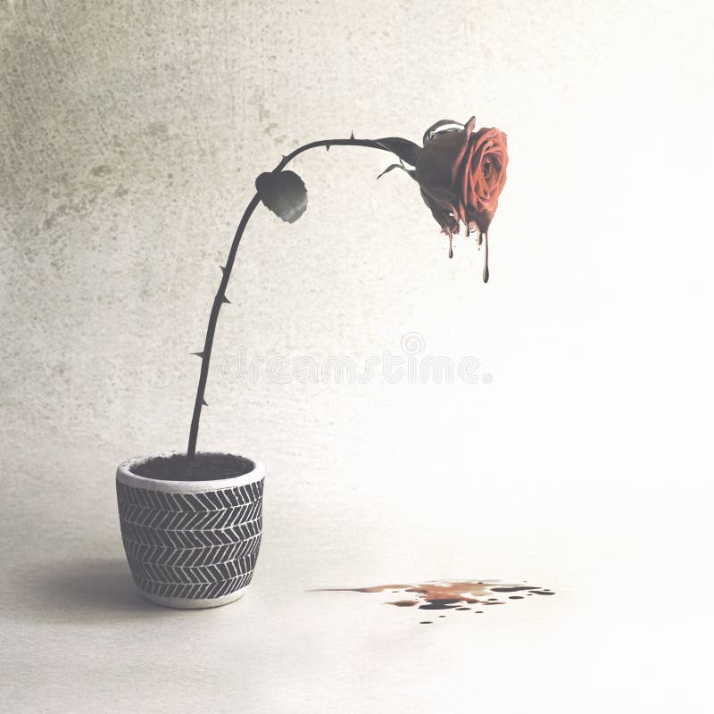 Begriffsbild der verletzten Liebe mit einer Rose, die Blut schreit stockbilder Begriffsbild der verletzten Liebe mit einer Rose, die Blut schreit stockbilder
