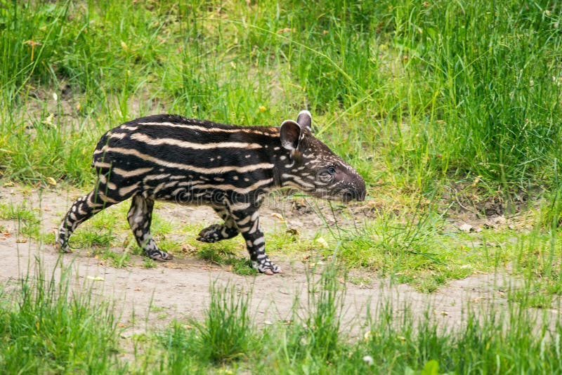 Behandla som ett barn av de utsatte för fara söderna - amerikansk tapir
