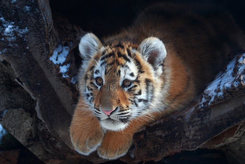 Behandla som ett barn den små tigern royaltyfria bilder