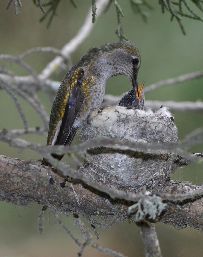 Behandla som ett barn det kvinnliga matande spädbarn för den Annas hummingbirden bygga bo in, pismobeac arkivbilder Behandla som ett barn det kvinnliga matande spädbarn för den Annas hummingbirden bygga bo in, pismobeac arkivbilder