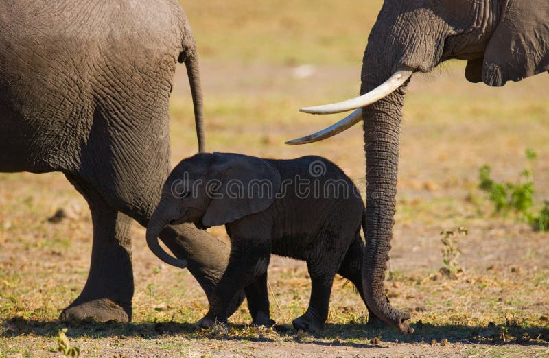 Baby elephant it goes close to his mother. Africa. Kenya. Tanzania. Serengeti. Maasai Mara. An excellent illustration. Baby elephant it goes close to his mother. Africa. Kenya. Tanzania. Serengeti. Maasai Mara. An excellent illustration.