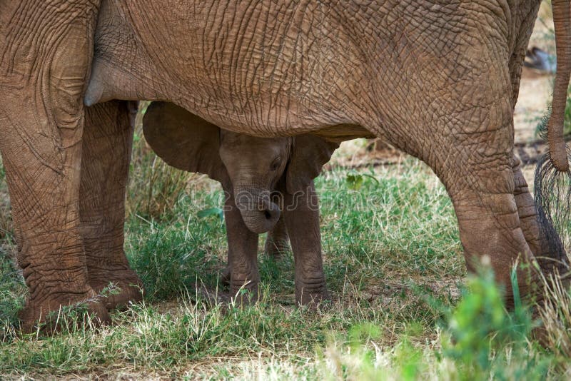 Baby elephant is close to his mother. Africa. Kenya. Tanzania. Serengeti. Maasai Mara. An excellent illustration. Baby elephant is close to his mother. Africa. Kenya. Tanzania. Serengeti. Maasai Mara. An excellent illustration.