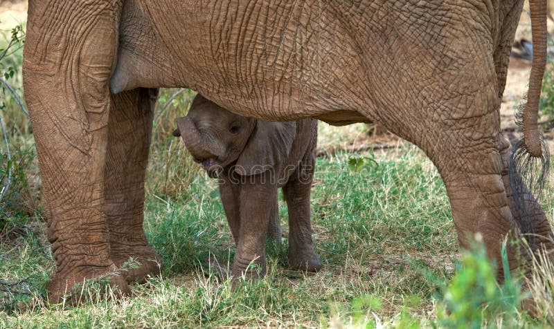 Baby elephant is close to his mother. Africa. Kenya. Tanzania. Serengeti. Maasai Mara. An excellent illustration. Baby elephant is close to his mother. Africa. Kenya. Tanzania. Serengeti. Maasai Mara. An excellent illustration.