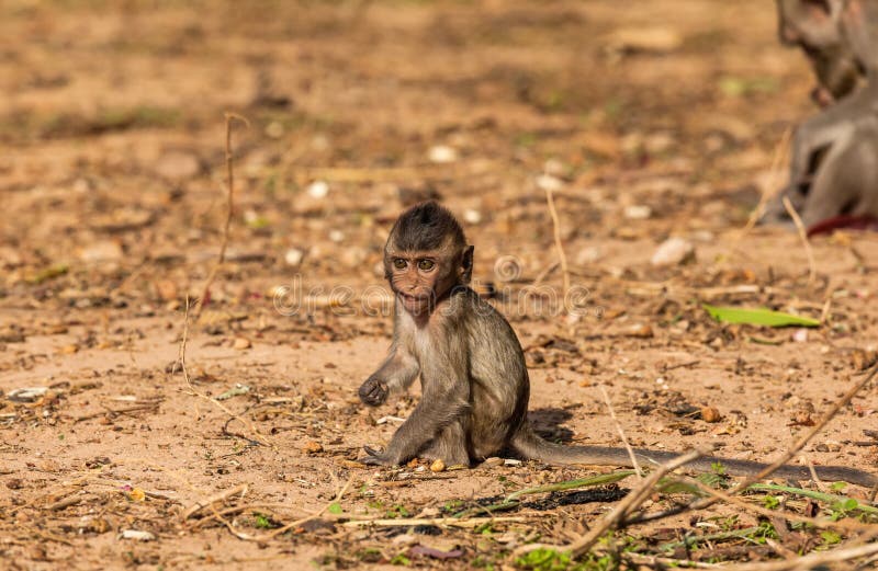 Behandla som ett barn förkylning för apor (som Krabba-äter macaquen) i morgon arkivfoto