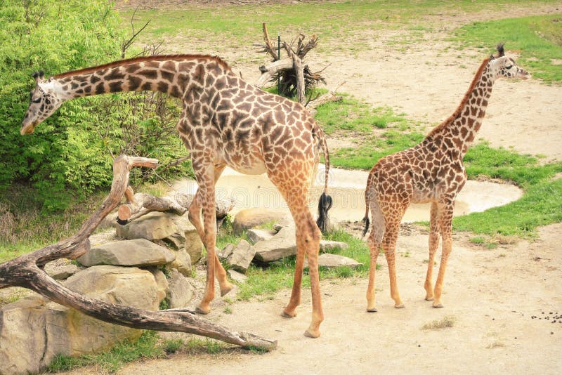 behandla som ett barn giraffmodern royaltyfri bild behandla som ett barn giraffmodern royaltyfri bild