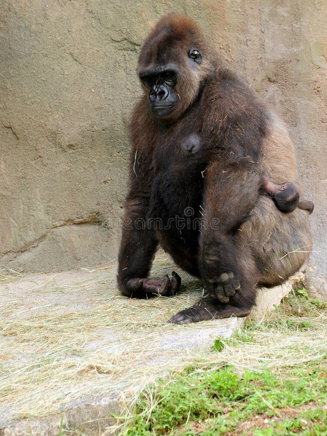behandla som ett barn gorillalowland fotografering för bildbyråer behandla som ett barn gorillalowland fotografering för bildbyråer