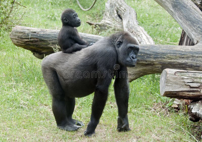 behandla som ett barn gorillan royaltyfri foto behandla som ett barn gorillan royaltyfri foto
