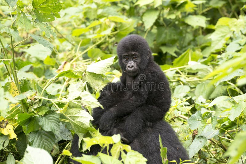 Behandla som ett barn gorillan i regnskogen av Afrika royaltyfri bild Behandla som ett barn gorillan i regnskogen av Afrika royaltyfri bild