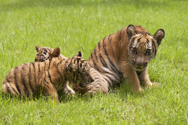 Behandla som ett barn Indochinese tigerlek på gräset royaltyfria foton Behandla som ett barn Indochinese tigerlek på gräset royaltyfria foton