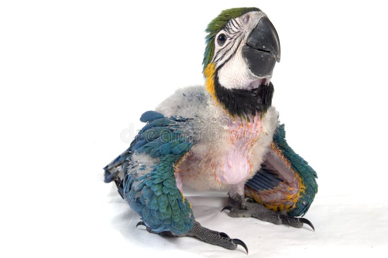 behandla som ett barn macawen arkivbild behandla som ett barn macawen arkivbild