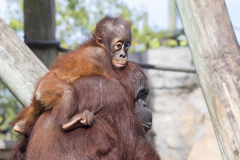 Behandla som ett barn orangutanget arkivbild Behandla som ett barn orangutanget arkivbild
