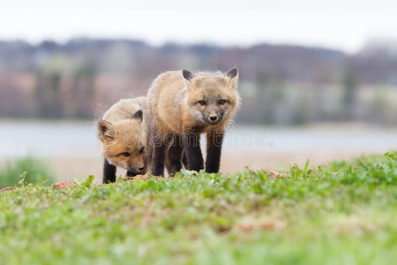 Two Baby foxes walks toward the photographer. Two Baby foxes walks toward the photographer.