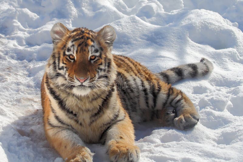behandla som ett barn tigerståenden royaltyfria bilder behandla som ett barn tigerståenden royaltyfria bilder