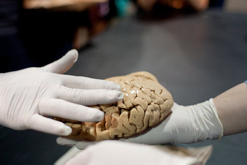 Behandschuhte Hand berührt Menschen Brain At Science Expo stockbild Behandschuhte Hand berührt Menschen Brain At Science Expo stockbild