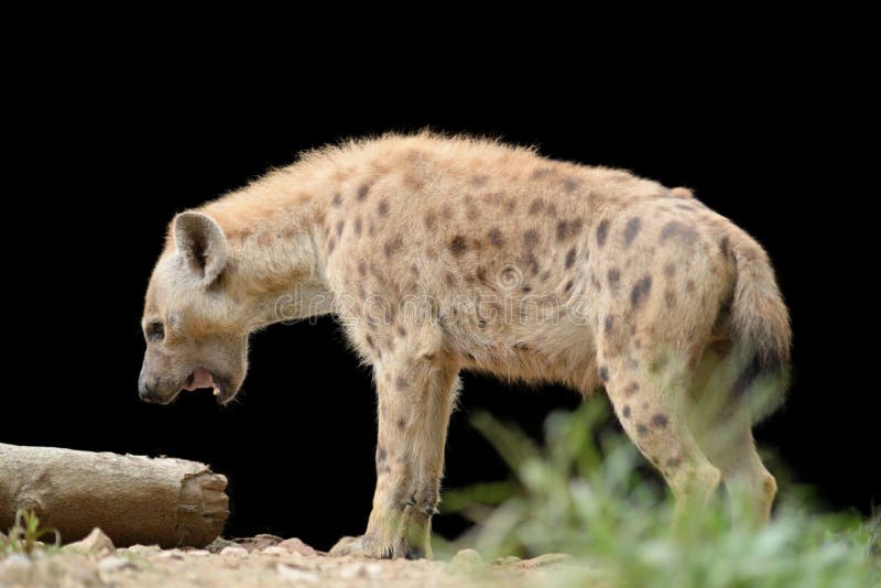Spotted hyena stock image. Image of nature, africa, hair - 20738111