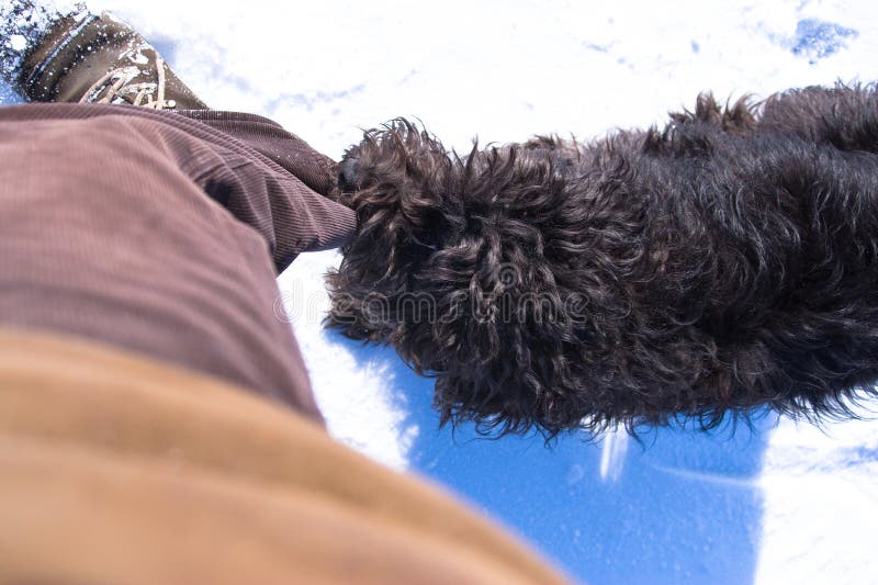 Beißender Hund stockbild. Bild von kalt, spielzeug, tiere 11916429