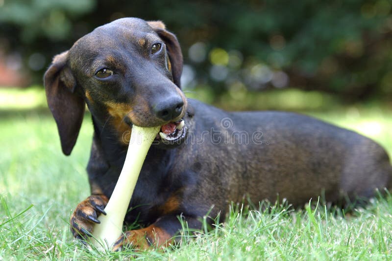 Irischer Wolfshund, Der Irgendeinen Braunen Hund In Angriff Nimmt
