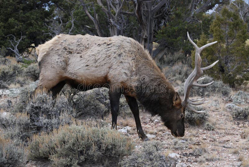 Bei alci maschii che mangiano nella foresta fotografia stock