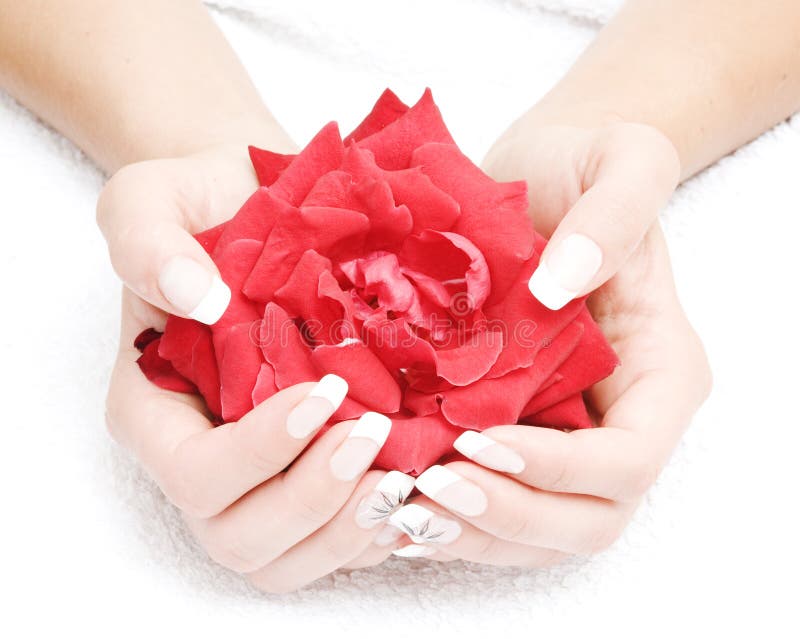Manicured fingers holding red rose petals on white towel. Manicured fingers holding red rose petals on white towel.
