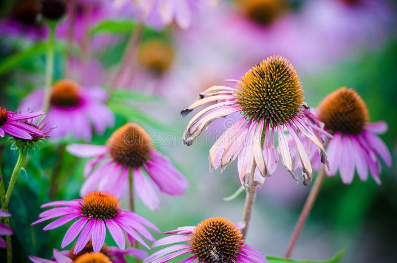 Bei coneflowers rosa in piena fioritura di estate fotografia stock Bei coneflowers rosa in piena fioritura di estate fotografia stock