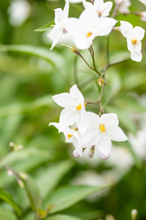 Bei fiori bianchi con gli stami gialli contro le foglie verdi immagini stock libere da diritti Bei fiori bianchi con gli stami gialli contro le foglie verdi immagini stock libere da diritti