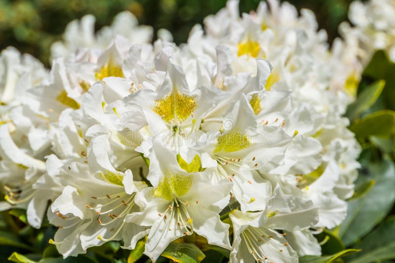 Bei fiori bianchi del rododendro in macro primo piano, specie popolare della pianta dall'Asia fotografia stock Bei fiori bianchi del rododendro in macro primo piano, specie popolare della pianta dall'Asia fotografia stock