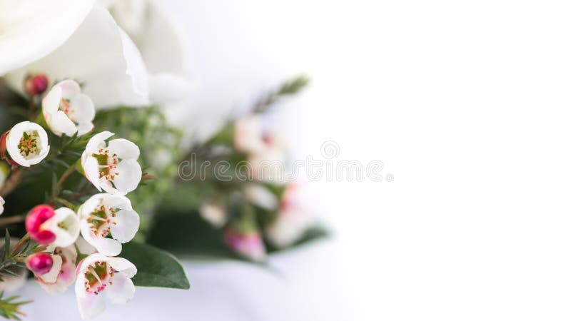 Bei fiori bianco-rosa e piante ornamentali su un fondo bianco isolato fotografia stock Bei fiori bianco-rosa e piante ornamentali su un fondo bianco isolato fotografia stock