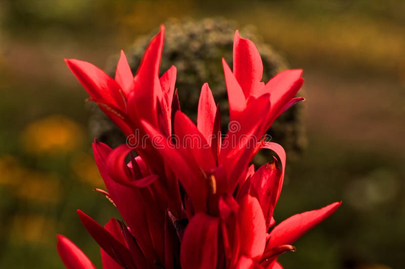 Bei fiori colorati sul campo, buon giorno immagine stock