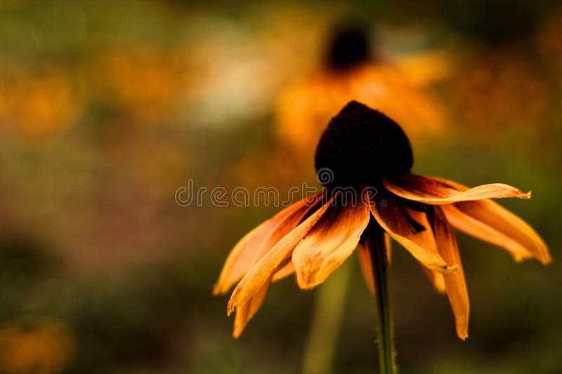 Bei fiori colorati sul campo, buon giorno fotografia stock