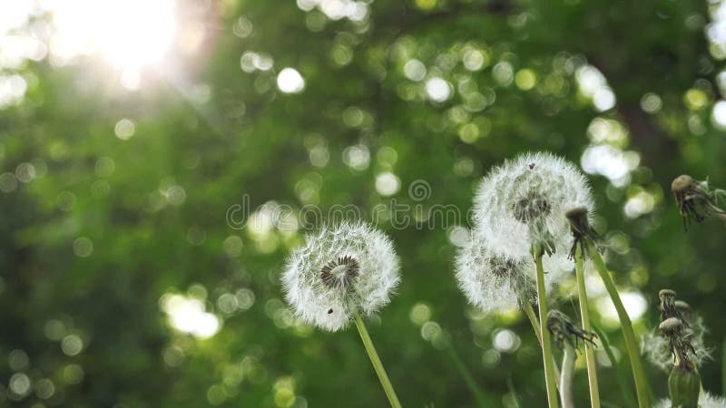 Bei fiori del dente di leone della primavera di mattina