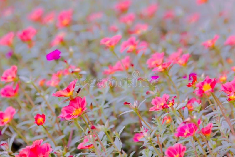 Bei fiori del fiore rosso fatti con i filtri colorati fotografia stock Bei fiori del fiore rosso fatti con i filtri colorati fotografia stock