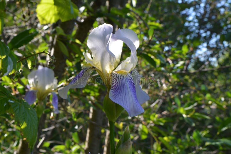 Bei fiori del germanica dell'iride Giorno soleggiato nel giardino di estate fotografia stock libera da diritti Bei fiori del germanica dell'iride Giorno soleggiato nel giardino di estate fotografia stock libera da diritti