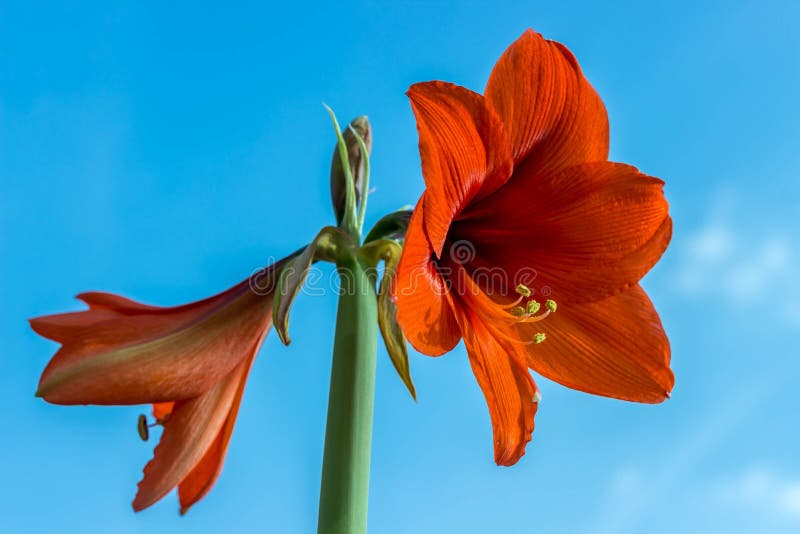 Bei fiori del hippeastrum della pianta bulbosa Fiori rossi contro i precedenti del cielo blu Hippeastrum isolato fotografia stock Bei fiori del hippeastrum della pianta bulbosa Fiori rossi contro i precedenti del cielo blu Hippeastrum isolato fotografia stock