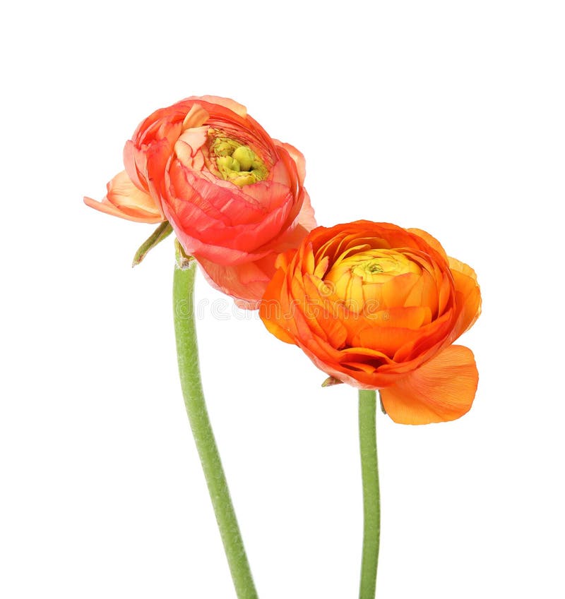 Bei fiori del ranunculus della molla isolati su bianco