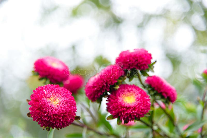 Bei fiori dell'aster sul giardino di caduta fotografia stock libera da diritti Bei fiori dell'aster sul giardino di caduta fotografia stock libera da diritti
