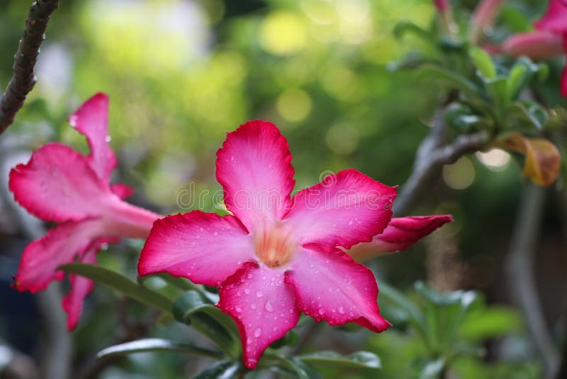 Bei fiori della rosa del deserto che fioriscono con le gocce di acqua nei precedenti della natura fotografia stock libera da diritti Bei fiori della rosa del deserto che fioriscono con le gocce di acqua nei precedenti della natura fotografia stock libera da diritti