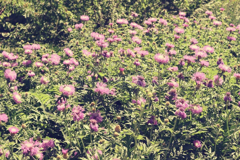 Download Bei Fiori Dentellare Nel Giardino Fotografia Stock - Immagine di copia, luce: 117979250