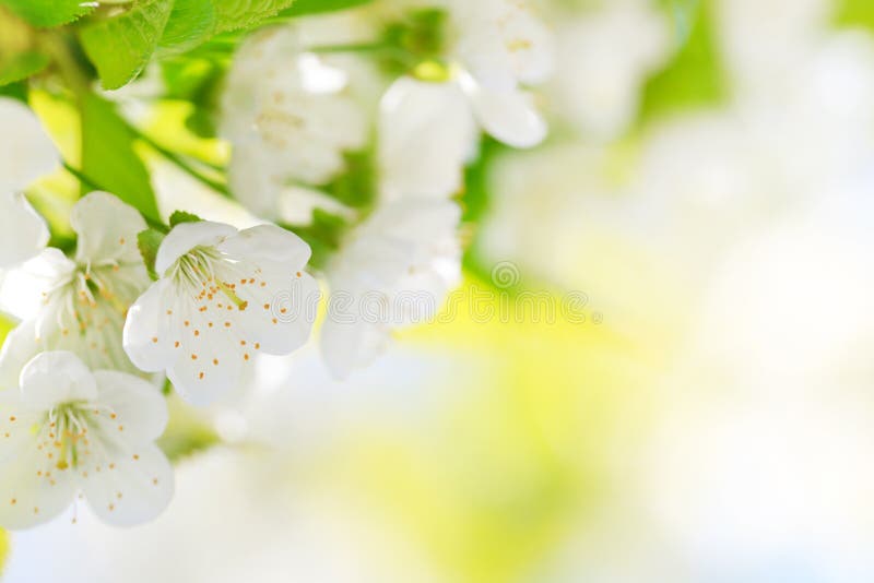 Bei fiori di ciliegia fotografia stock libera da diritti Bei fiori di ciliegia fotografia stock libera da diritti