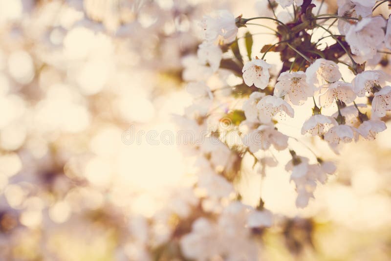 Bellissimi fiori di ciliegio fotografia stock