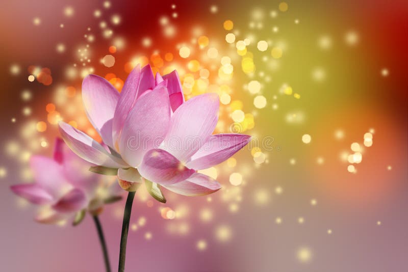Bei fiori di loto fotografie stock libere da diritti Bei fiori di loto fotografie stock libere da diritti