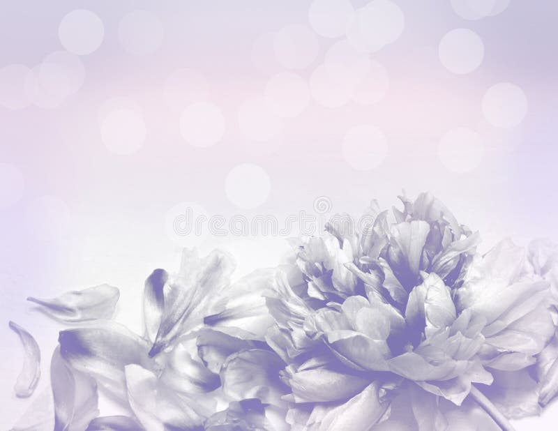 Bei fiori fatti con i filtri colorati - fondo di Abstrack immagine stock libera da diritti Bei fiori fatti con i filtri colorati - fondo di Abstrack immagine stock libera da diritti