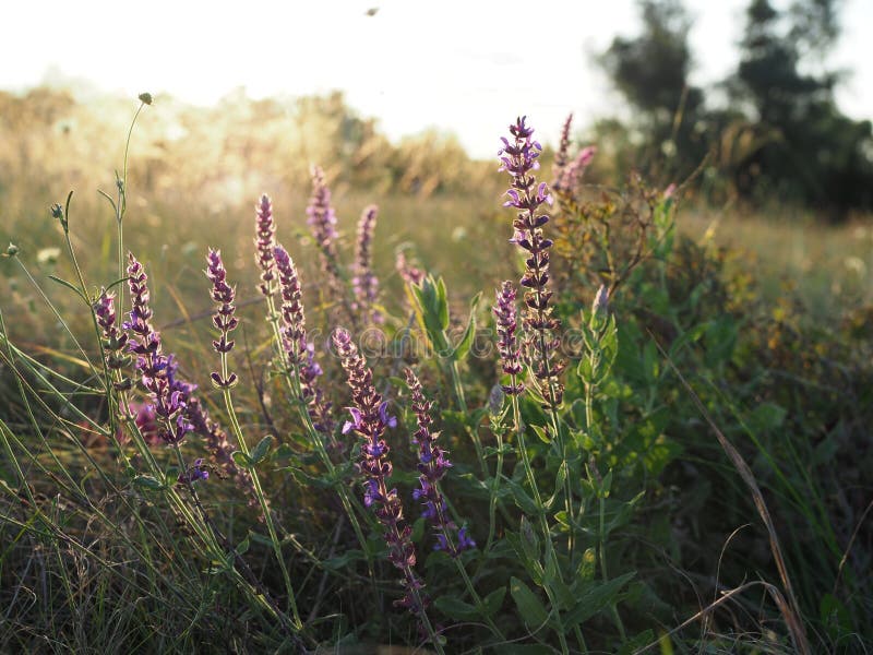Bei fiori porpora nel prato al tramonto immagine stock Bei fiori porpora nel prato al tramonto immagine stock