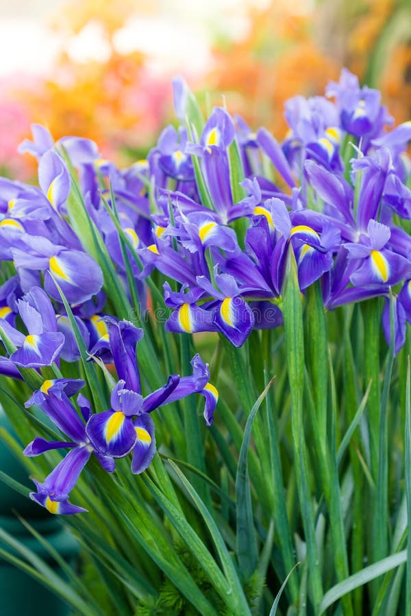 Bei fiori porpora scuri dell'iride fotografia stock Bei fiori porpora scuri dell'iride fotografia stock