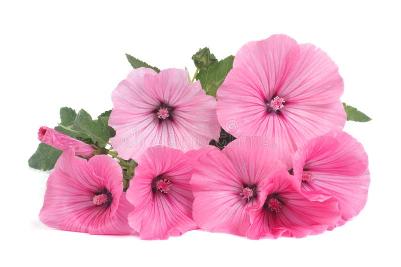 Bei fiori rosa del Lavatera isolati su bianco fotografia stock libera da diritti Bei fiori rosa del Lavatera isolati su bianco fotografia stock libera da diritti