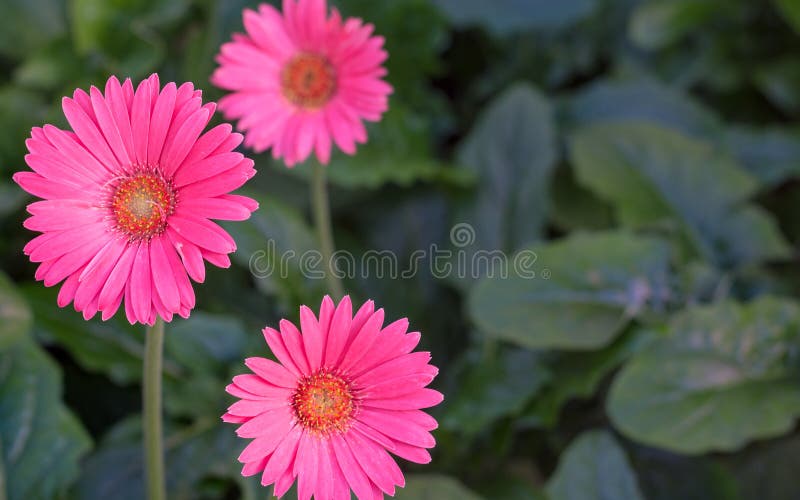Bei fiori rosa della gerbera in fioritura fotografia stock Bei fiori rosa della gerbera in fioritura fotografia stock