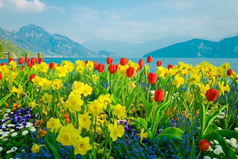 Bei fiori sopra il lago Lucerna ed il fondo delle montagne in Svizzera fotografia stock libera da diritti
