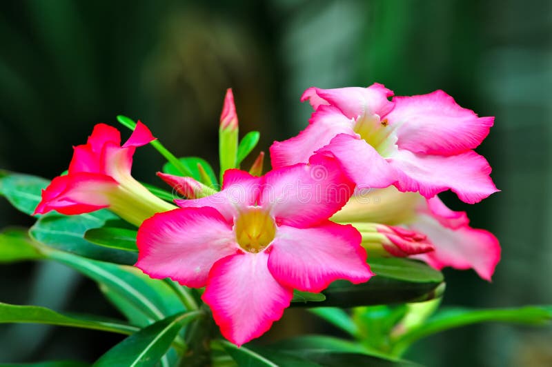 Bei fiori succulenti della rosa del deserto o del adenium fotografia stock Bei fiori succulenti della rosa del deserto o del adenium fotografia stock