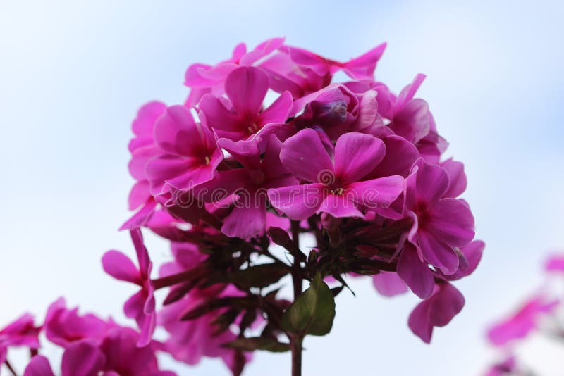 Bei fiori viola fotografia stock libera da diritti