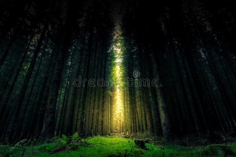 Bei foresta e raggio di sole mistici - legno di fantasia